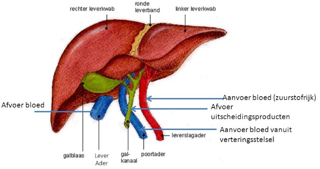 Histologie van de lever